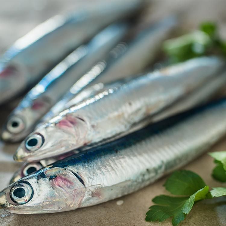 Boquerones frescos