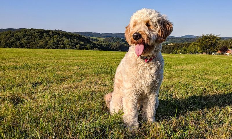 goldendoodle