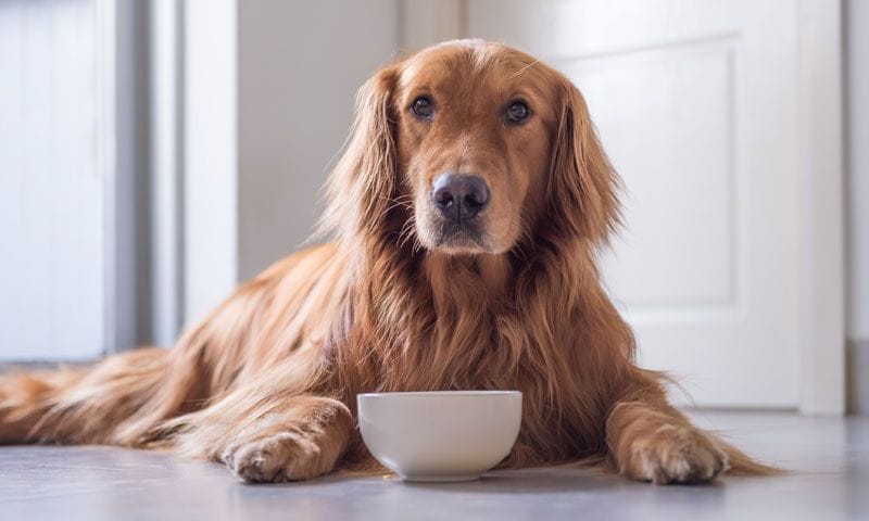 golden bol