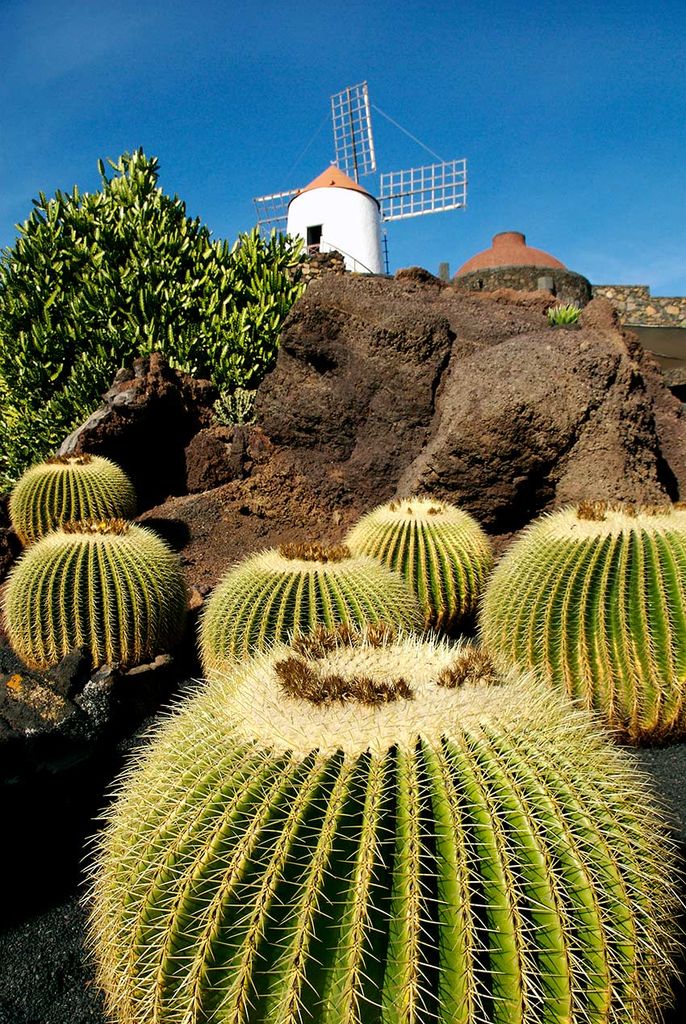 jardin de cactus lanzarote