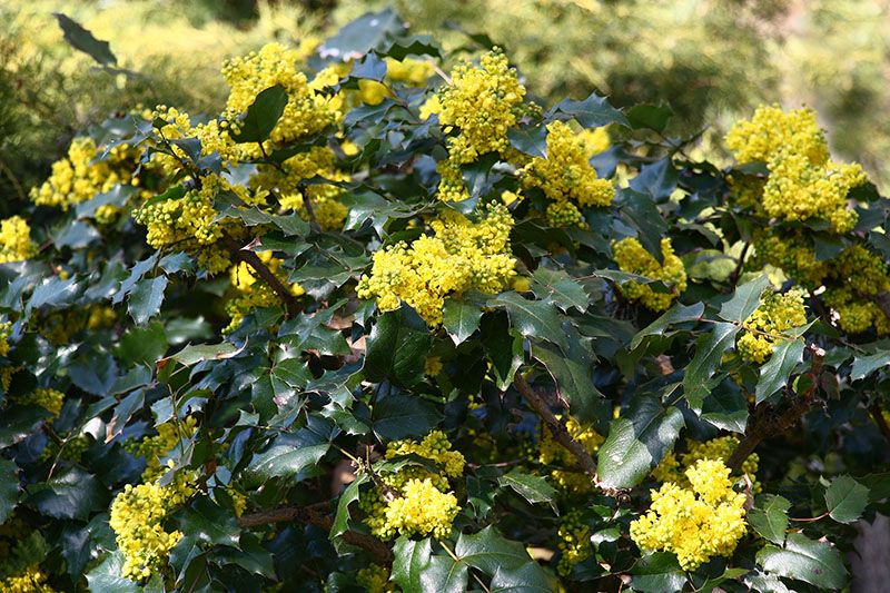 cuidados mahonia 5