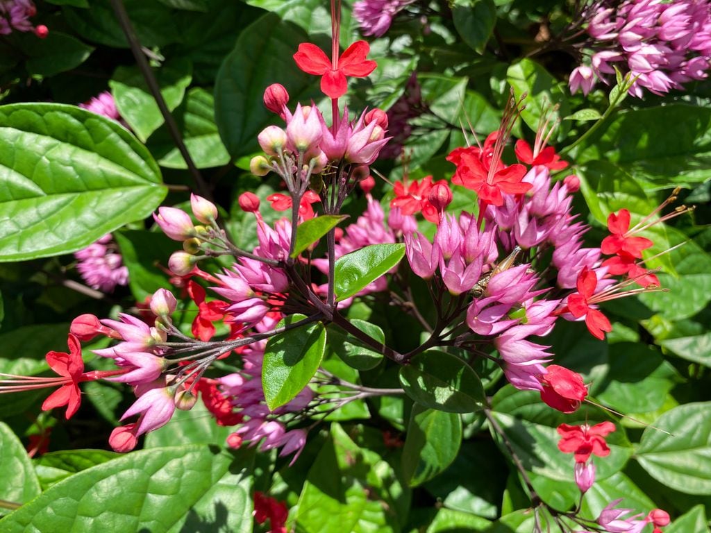 Clerodendrum speciosum