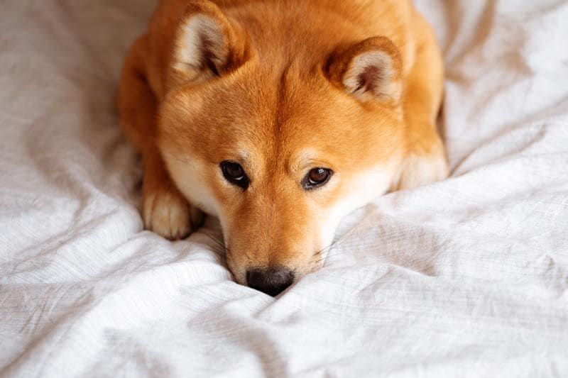 shiba inu 5a