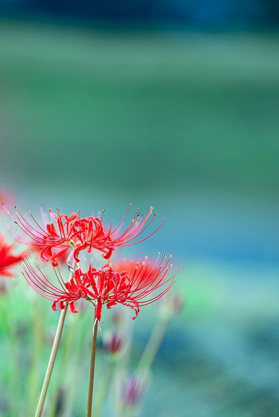 cultivar lycoris radiata 9