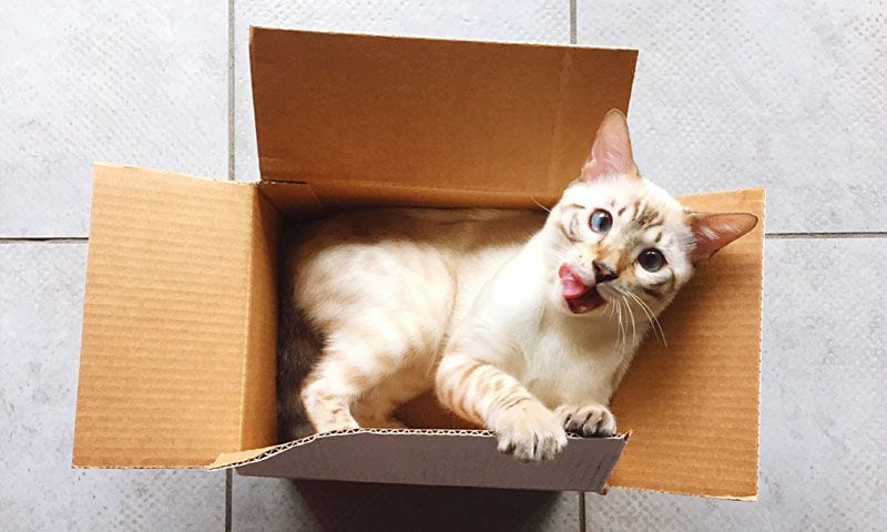 gato caja