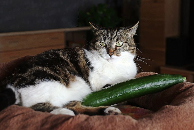 09 cosas que pueden estresar a un gato