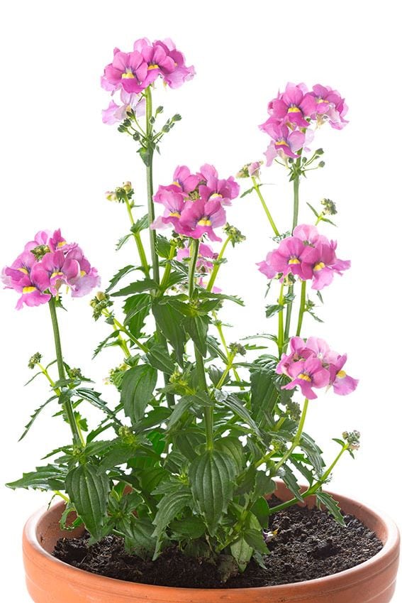 nemesia cuidados 9