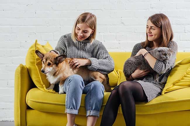 En esto se diferencian los amantes de los perros de los de los gatos