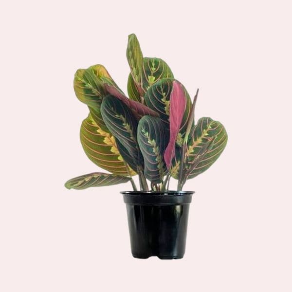 Maranta leuconeura