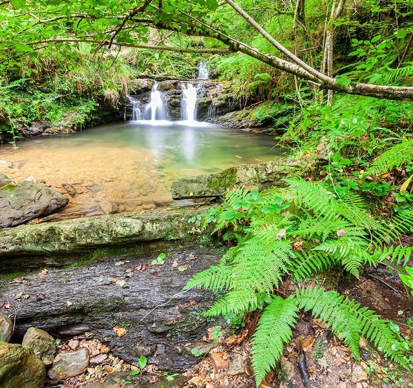 Parque Natural de Saja-Besaya en Cantabria