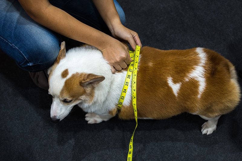 06 obesidad perros gatos sintomas consejos