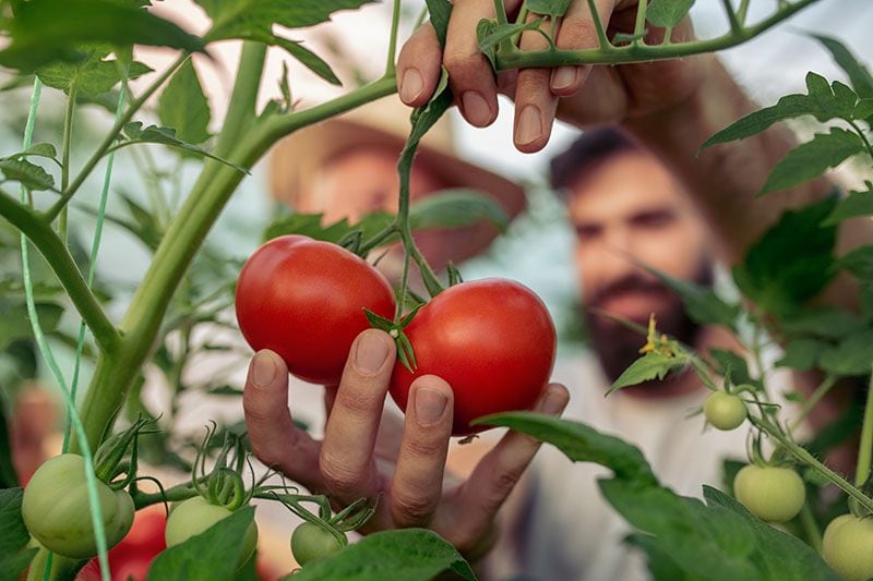 cultivar plantas tomateras 9