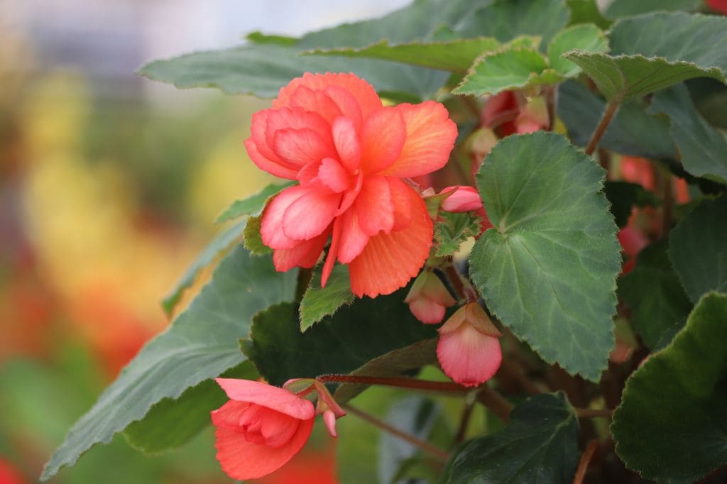 Begonia de color anaranjado