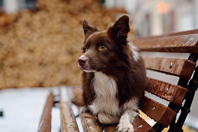 Perros bombero: Border Collie