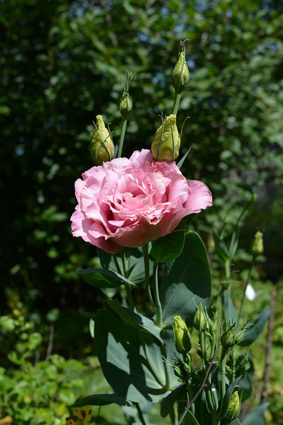 cultivar lisianthus 4