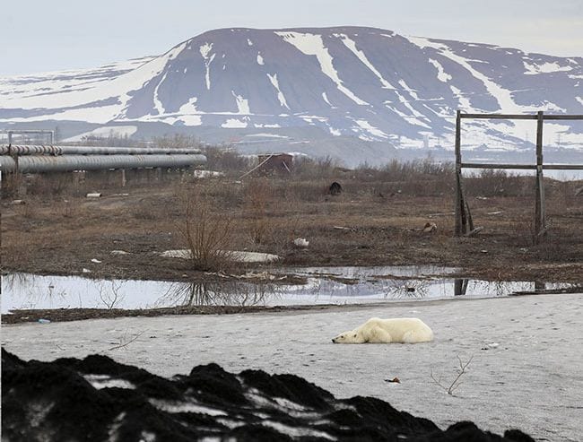 Oso polar