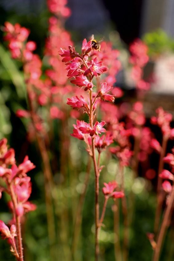 cuidados heuchera planta exterior hola decoracion 09