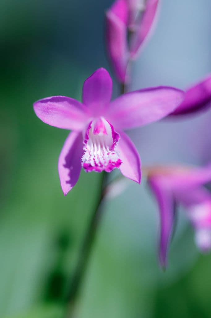  Bletilla Striata 