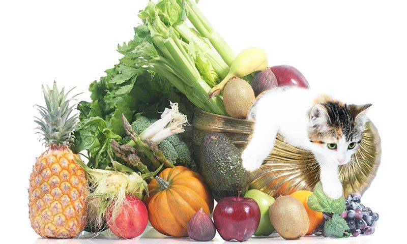 alimentos buenos para gato verduras