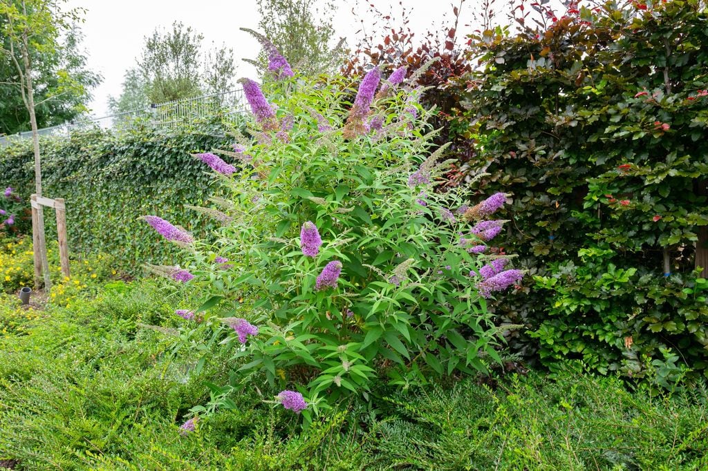 Budleia, the shrub that you have to plant in the garden to fill it with flowers