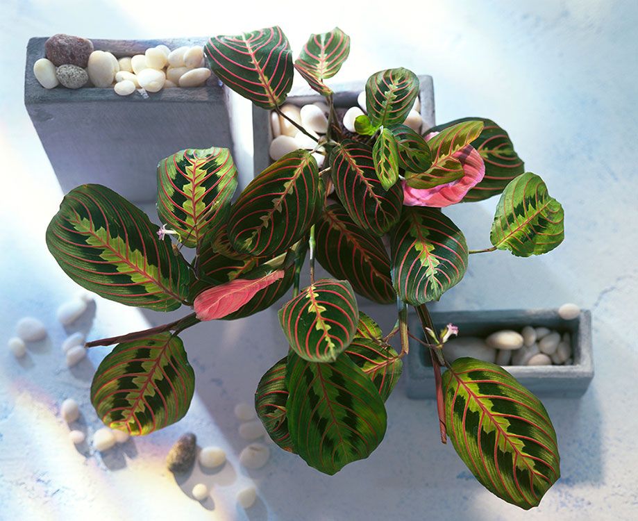 maranta