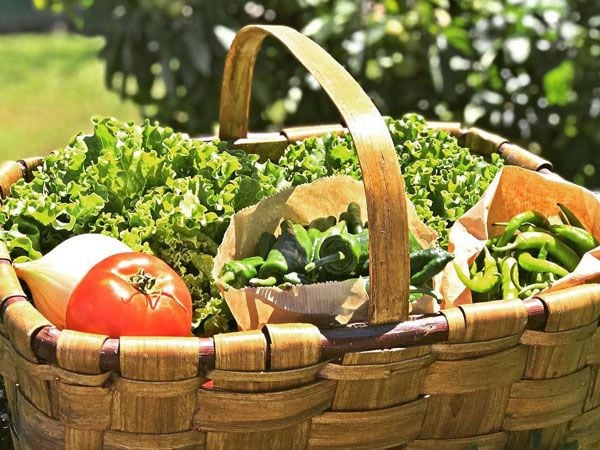 Verduras de Basque Terra