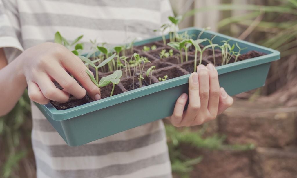 manos de un ni o sujetando una maceta de distintas plantas