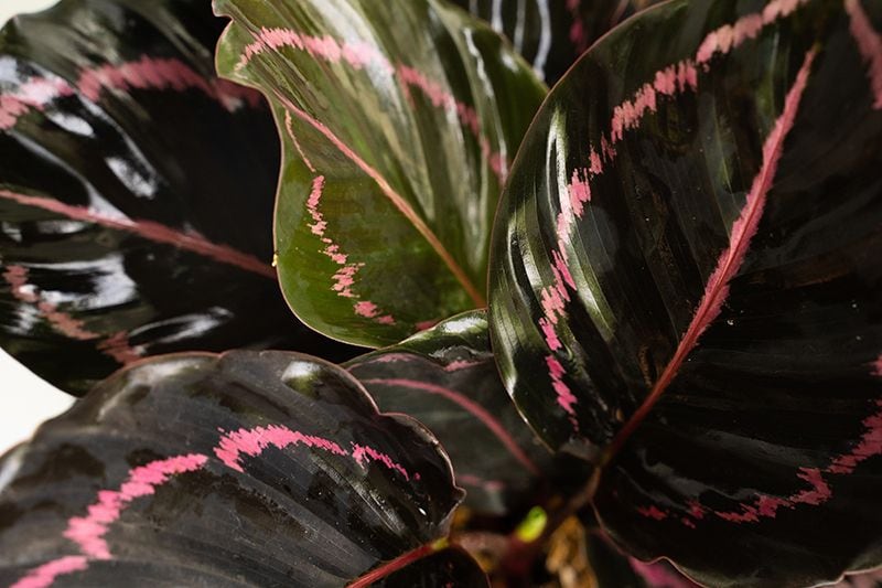 calathea roseopicta 02a