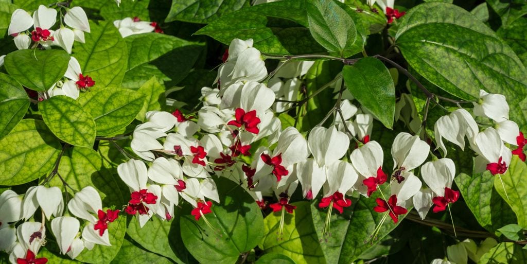 Clerodendrum thomsoniae