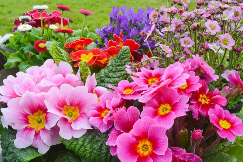 Primula obconica acaulis hola decoracion 02