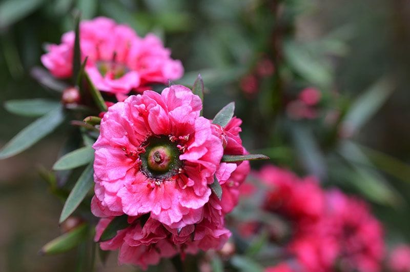 cultivo leptospermum 4