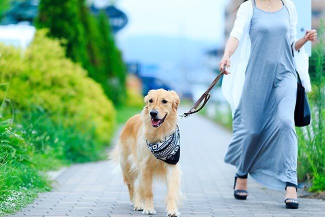 Consejos para disfrutar paseando a tu perro