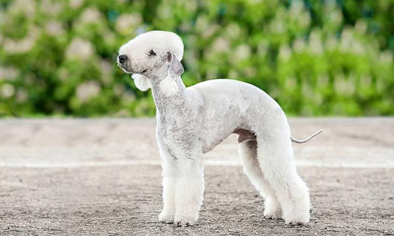 razas de perro terrier