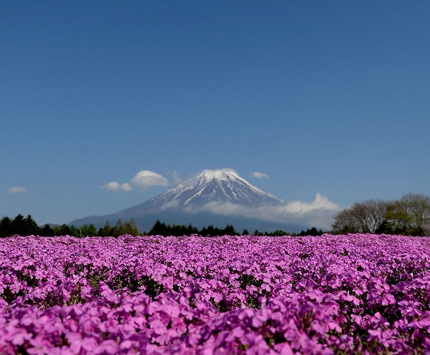 monte fuji 1a