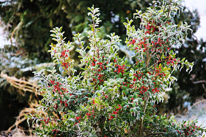 cuidados acebo ilex aquifolium hola decoracion 07