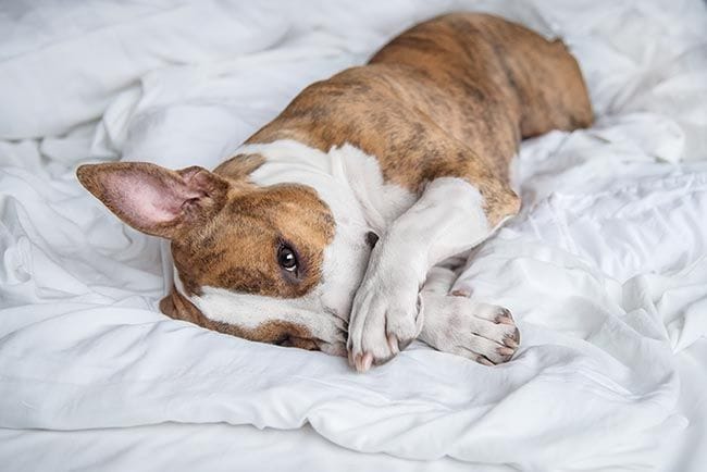 Pros y contras de dormir con perros