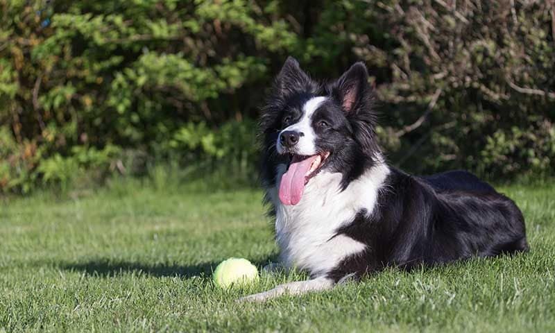 border collie