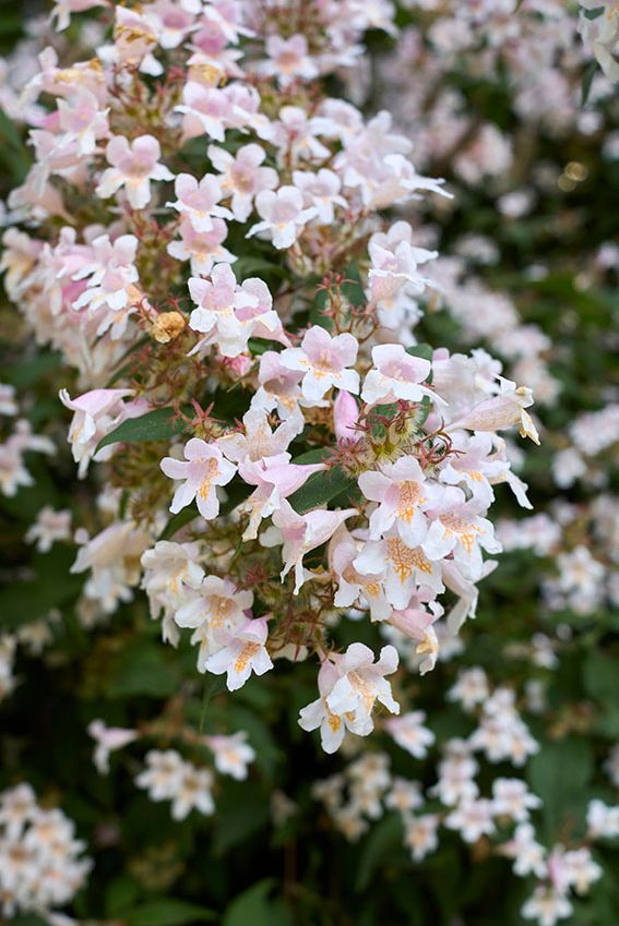 cultivo abelia 6