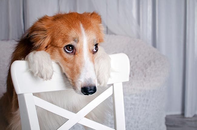 Razones por las que un perro puede sentirse deprimido 