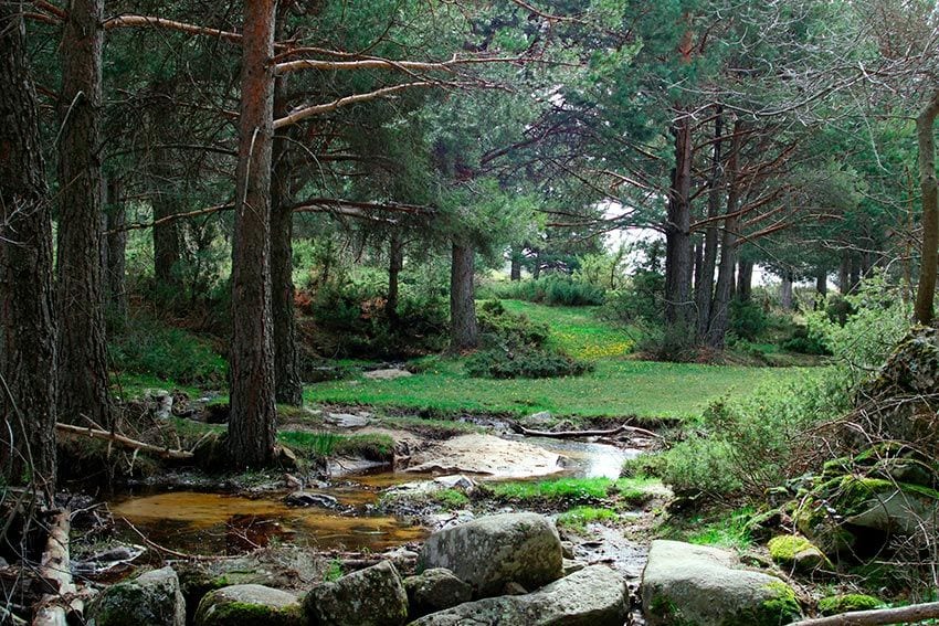 Abedular de Canencia, Madrid