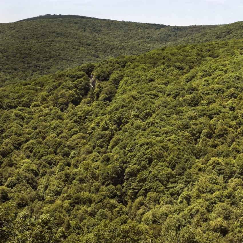 El monte Hijedo es una de las mayores extensiones de roble albar de España.