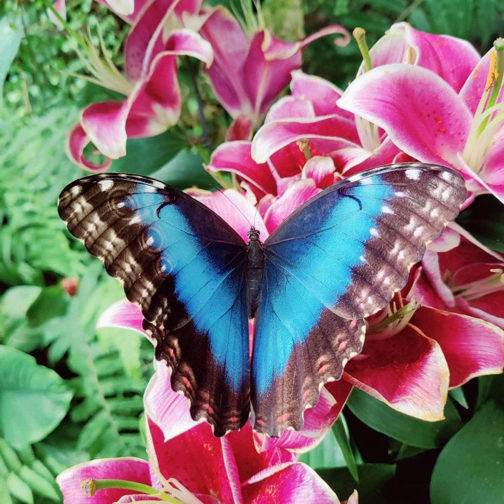 mariposario de benalm dena benalm dena m laga 