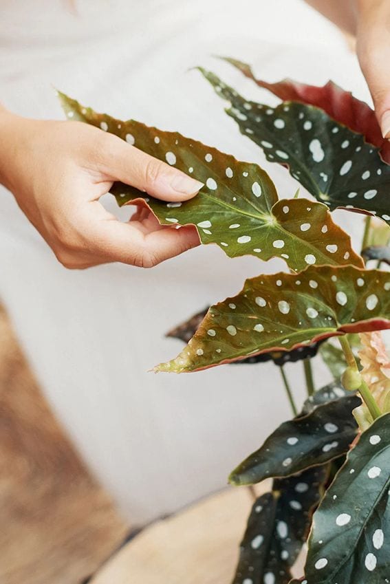 cuidados begonia maculata 03a