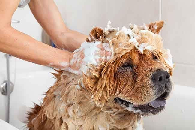 perro bañándose