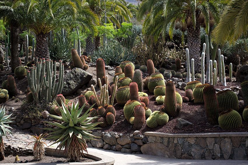 Cactualdea-gran-canaria-2