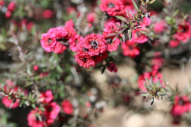 cultivo leptospermum 7