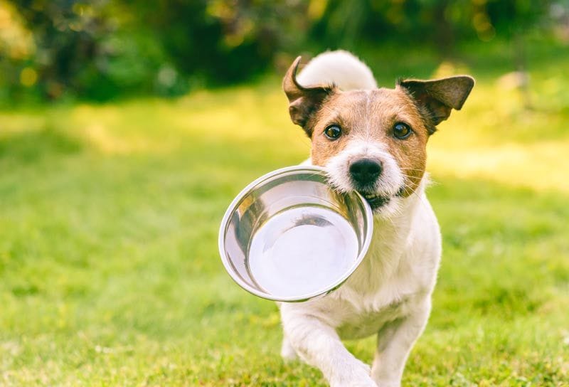 perro comida campo