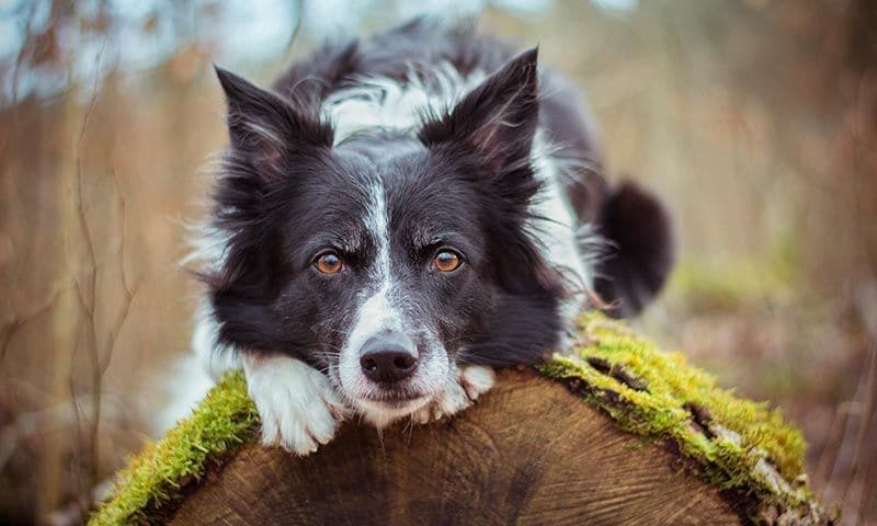 border collie