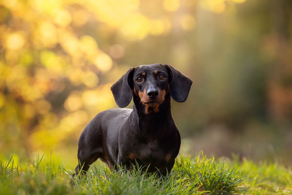 perro de raza teckel, salchicha o dachshund