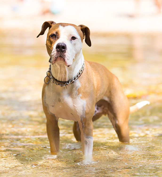 La raza pitbull se caracteriza por su alto nivel de energía